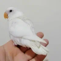 فروش کوتوله برزیلی دستی نژاد خاص|پرنده|شیراز, گلستان|دیوار