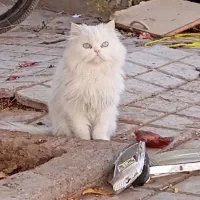 دو عدد گربه نر و ماده پرشین خشکل عروسک|گربه|تربتحیدریه, کلاته توکلی|دیوار