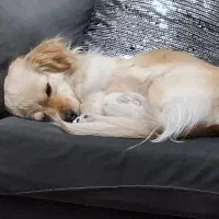 گمشده