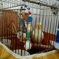 فروش عروس هلندی همراه با قفس