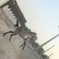 کره مادیان 1ساله دم گیر پرخون|اسب و تجهیزات اسبسواری|بهبهان, |دیوار