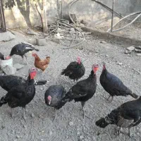 ۹عددجوجهبوقلمون۶ماه۷۰۰هزار