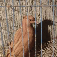 کبوتر خوشگل