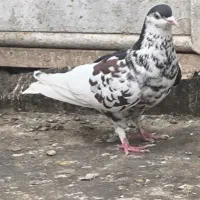 کبوتر جفت گاه وپرشی