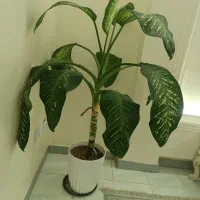 گل دیفین باخیا کاملا سالم به همراه گلدان سرامیکی