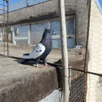 ماده سینه سیاه کاکلی واکسی