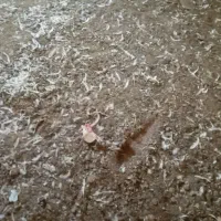 کود مرغی سالنی گوشتی