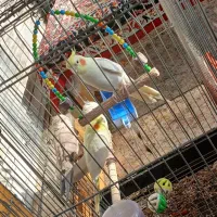 طوطی عروس سخنگو|پرنده|شوشتر, |دیوار