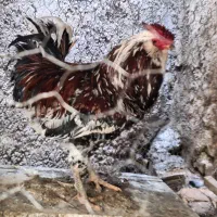 فروش خروس گلین اصل