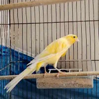 قناری نر رسمی بلند