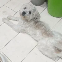 سگ گمشده