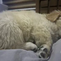 پامر 2 ماهه سایز ریز عروسکی واگزاری