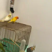 عروس هلندی کوتوله