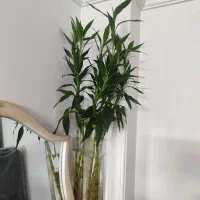 گل بامبو ،لاکی بامبو