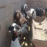 بزمری
