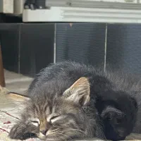 گربه ماده اسکاتیش