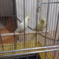 یک جفت عروس هلندی لوتینو صددرصد مولد تضمینی 4 تخم|پرنده|بومهن, |دیوار