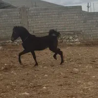 پانسیون کشش اسب آموزش سواری
