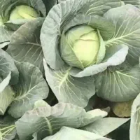 فروش کلم خوراک دام تازه (مستقیم از مزرعه