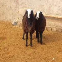 فروش میش نژاد شال دوقلوزا