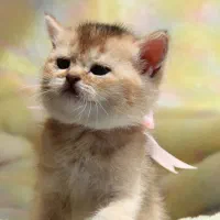 گربه پشمالو و خونگی|گربه|شیراز, فرهنگ شهر|دیوار