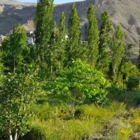 فروش-باغ-سند-دار
