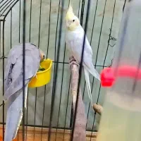جفت عروس پاریس مولد