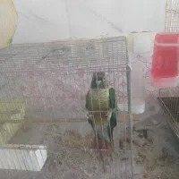 سه عدد عروس هلندی با یک گرینجیک|پرنده|شوشتر, |دیوار