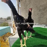 اوشامو یه تیغ مشکی عتیقه