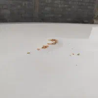 پراید مدل 98