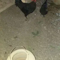 خروس ایام سمائی