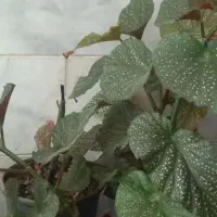 قلمه گل بگونیا