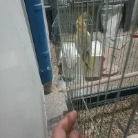 عروس هلندی گلباقالی این عکس کوچک|حیوانات|پلدختر, |دیوار