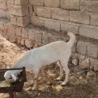 فروش دو عدد بز|حیوانات مزرعه|بندرعباس, |دیوار