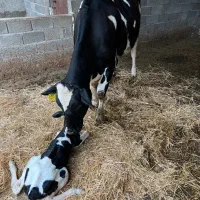 نیازمند کارگر گاوداری