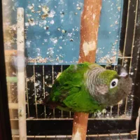 طوطی گرینچیک گم شده