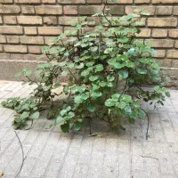 تعدادی گل حیاط و راه پله همه ۵۰۰ تومان|گل و گیاه طبیعی|تهران, خواجه نصیر طوسی|دیوار