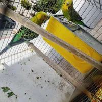 گمشده تو را خدا اگه دیدین تحویل بدین