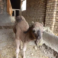 فروش بچه شتر