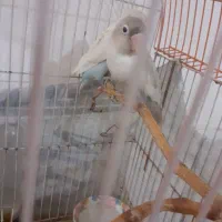 سه عدد کوتوله رنگ خاص نیمه دستی