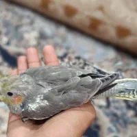 عروس هلندی