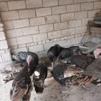 بوقلمون نر برنز سنگین وزن|حیوانات مزرعه|ساری, |دیوار