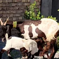 بز  پتیری پر شیر با دو کهره ماده موقعیت جیرفت