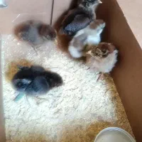 فروش 5عدد جوجه محلی 7روزه