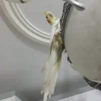 عروس هلندی|پرنده|کرج, شاهینویلا|دیوار