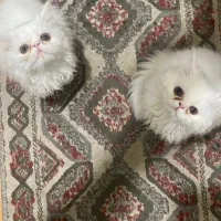 گربه پرشین سوپرفلت