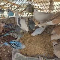 مرغ عشق و کپوت و شاتو|پرنده|سراوان, |دیوار