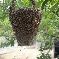 فروش زنبور عسل