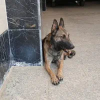 سگ بلژین مالینویز ماده|سگ|کرج, مهرویلا شمالی|دیوار