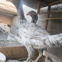 مرغ خروس لاری طوسی جفت طاوس|حیوانات مزرعه|بیرجند, |دیوار